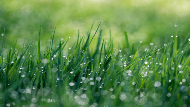 green grass field with water dew