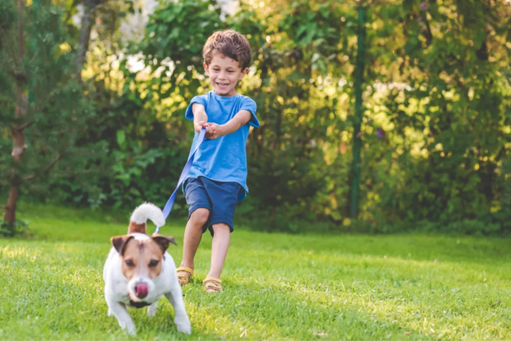 Little boy walking a dog as a job