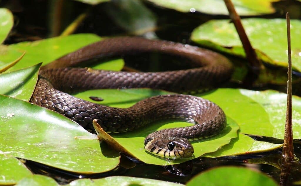snake on leaves