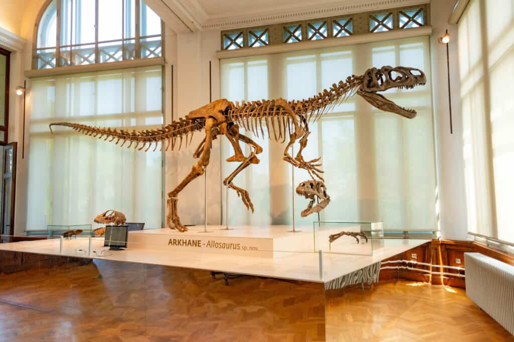 reconstructed dinosaur bones in museum