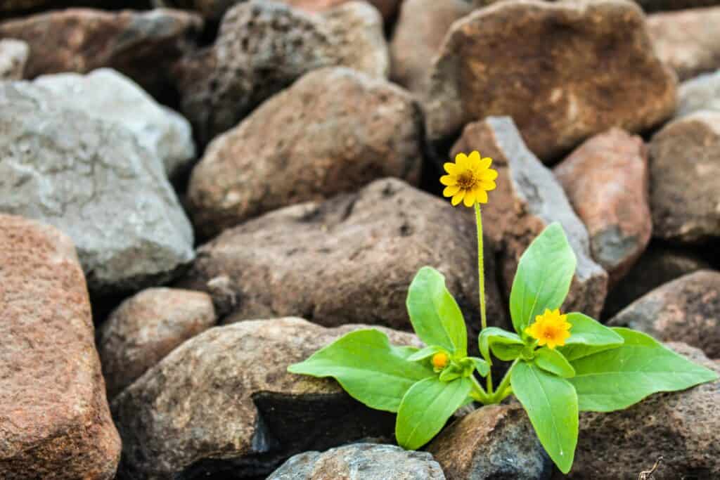 flower blooming out of pile of rocks