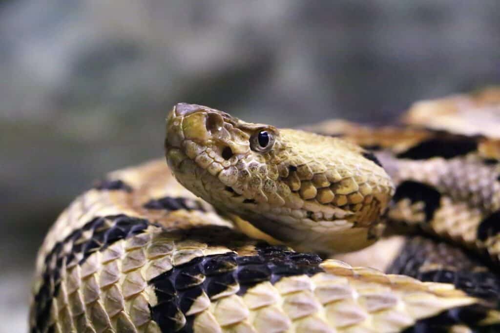 rattlesnake