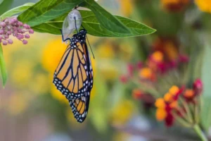 Growth and learning happen as a parent is strategic just like in the picture of the stages of butterfly growth