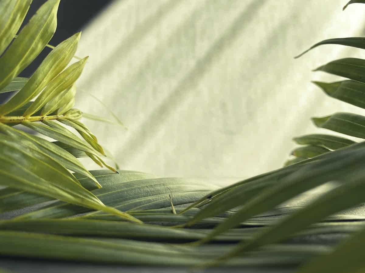 Photo of some palm branches framing some sunlight.