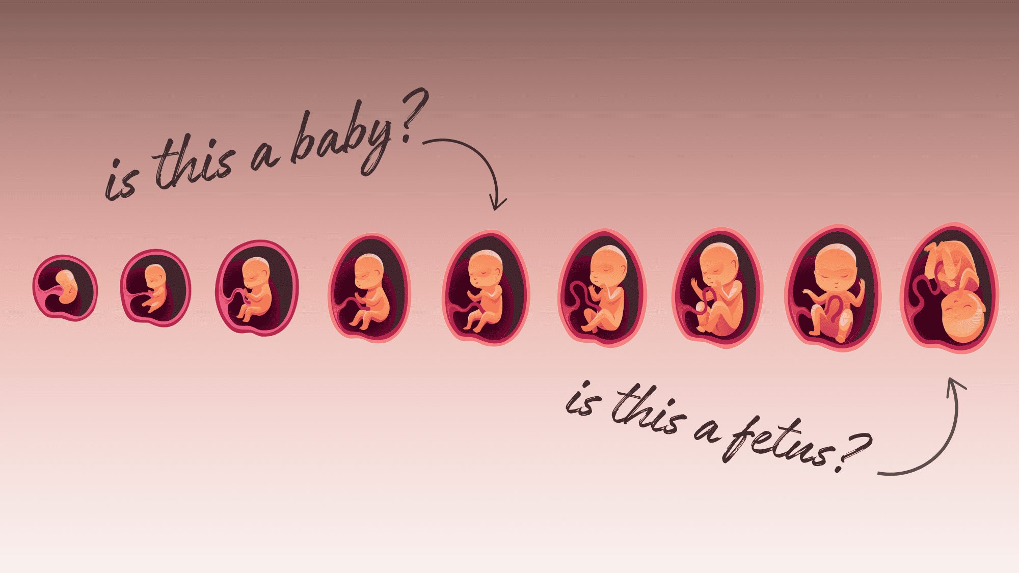 When Does a Fetus Become a Baby? - Focus on the Family