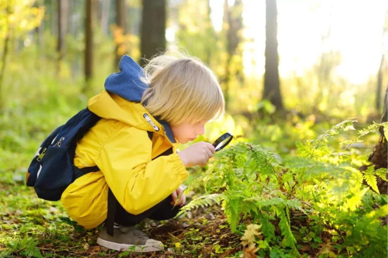 nature-based learning. Little boy with a magnifying glass looking at a fern in the woods